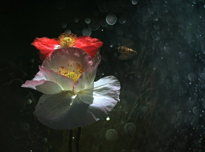 Лето, Маки, Насекомые, Природа, Пчела Притяжение....photo preview