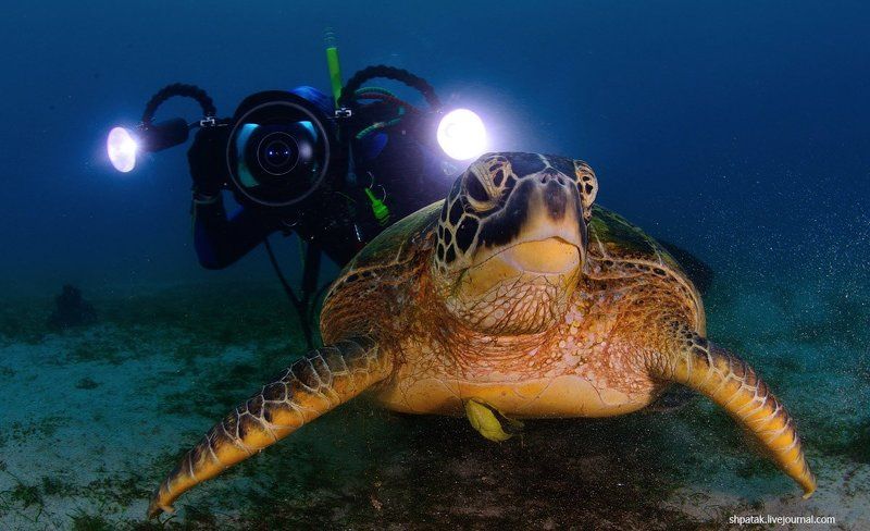 Пуэрто Галера. Большая черепаха.photo preview