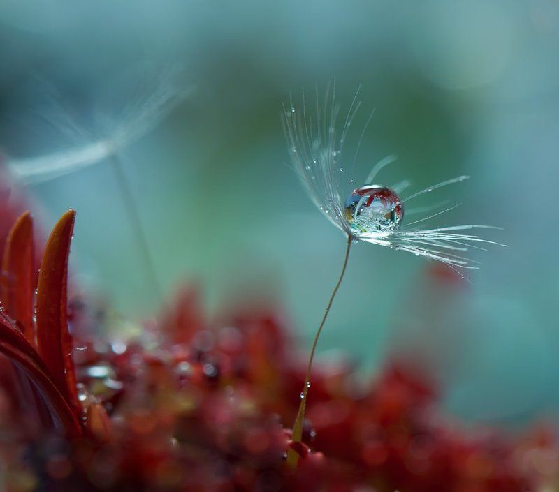 Bokeh, Dandelion, Drop, Light, Macro, Reflection, Water `~0~0~0~`photo preview