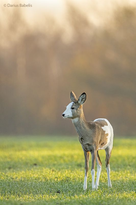 Разноцветная косуляphoto preview