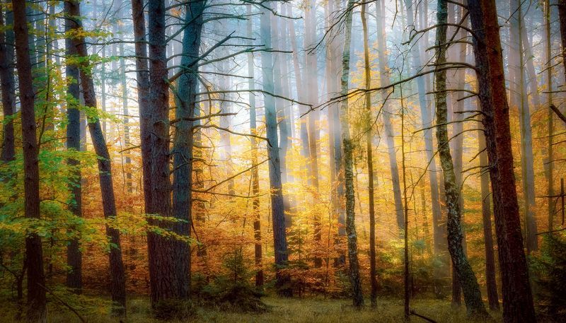autumn 2021, autumn colors, leaves, forest, trees, forest atmosphere, foggy morning, sunlight, nature The madness of autumn colorsphoto preview