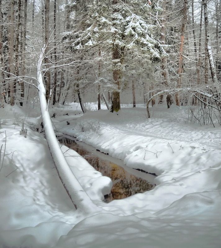 В зимнем лесу photo preview