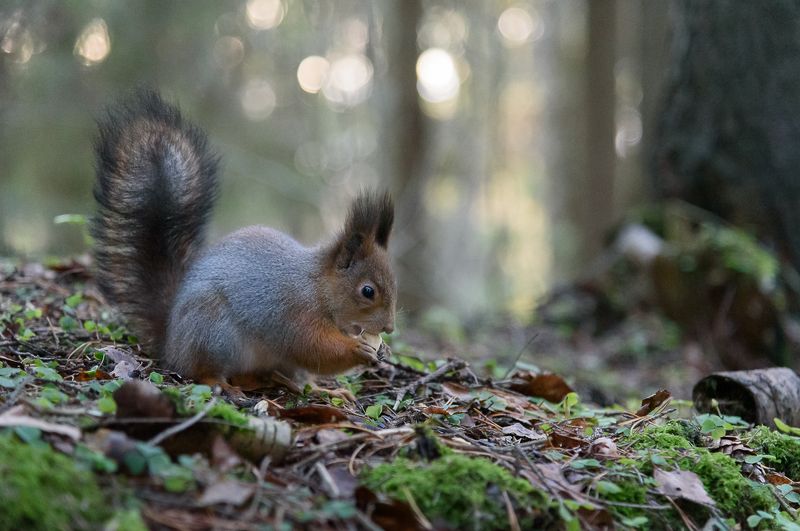 белки, природа, белочки Пушистики фото превью