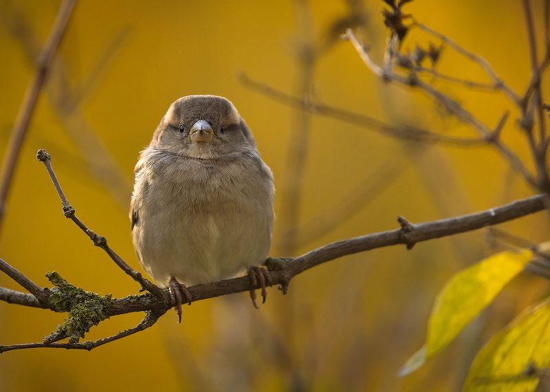 Sparrowphoto preview