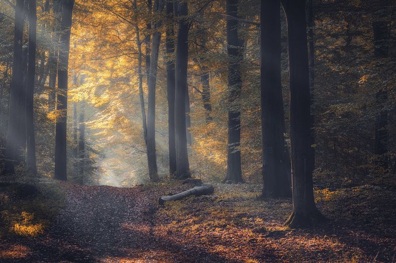 Autumn moodphoto preview