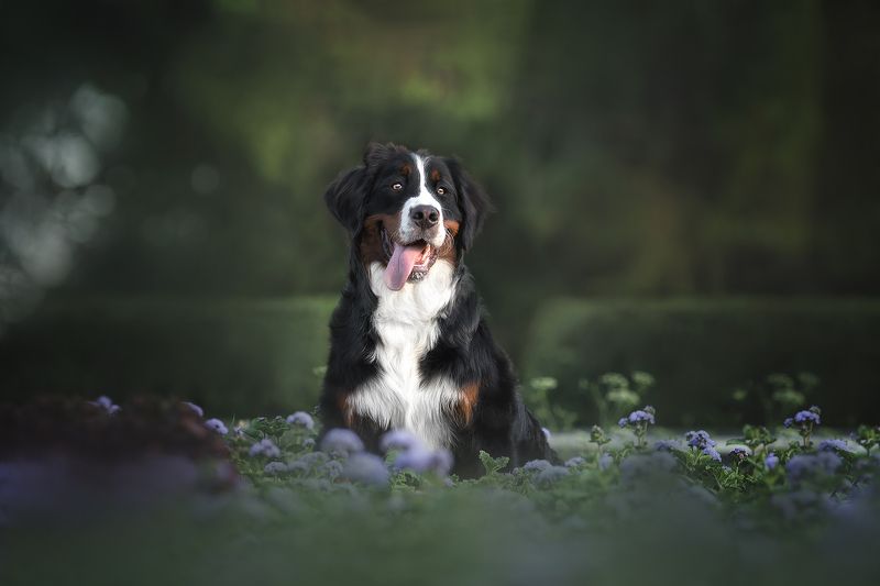 собака, dogs Бернский зенненхундphoto preview