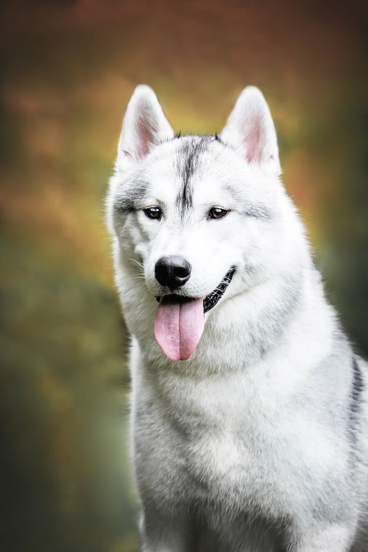 Сибирский хаскиphoto preview