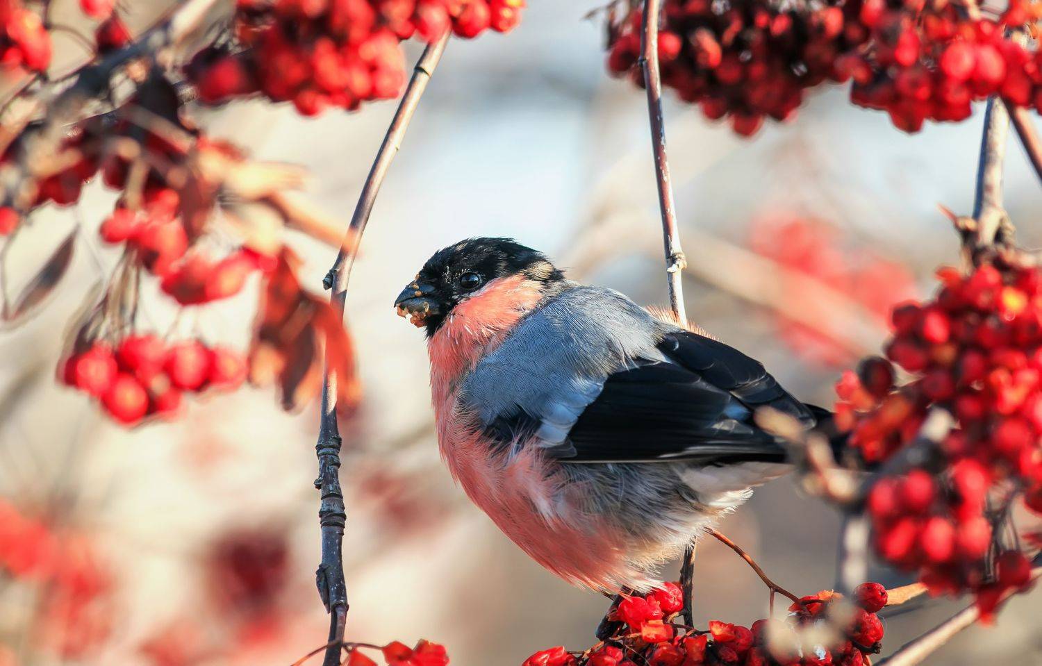 под окошком снегири.... Автор: Наталья , Наталья