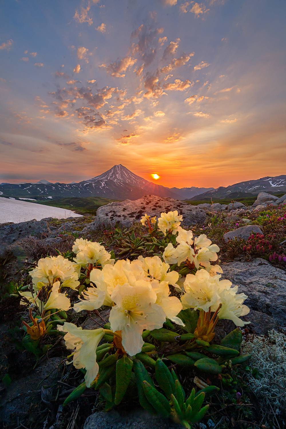Камчатка, вулкан, цветы, рассвет, природа, путешествие, фототур, пейзаж,, Денис Будьков