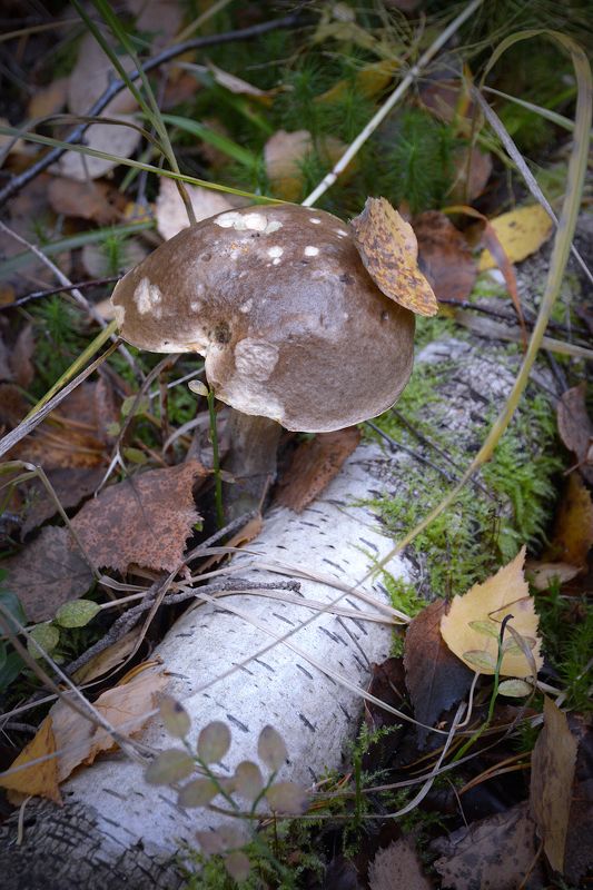 Роняет осень листья и слезинкиphoto preview