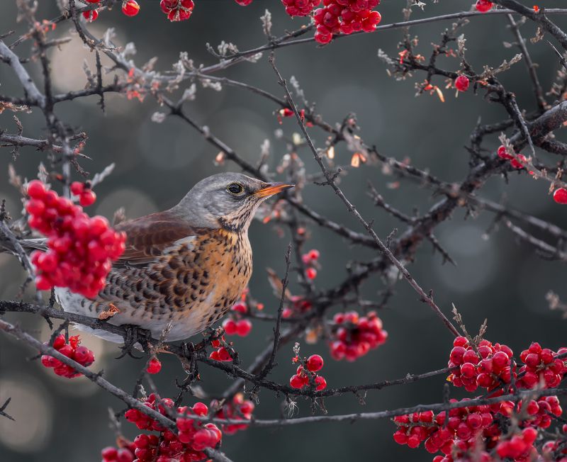 птица, дрозд рябинник, красная облепиха, февраль, зима, рябинник.. фото превью