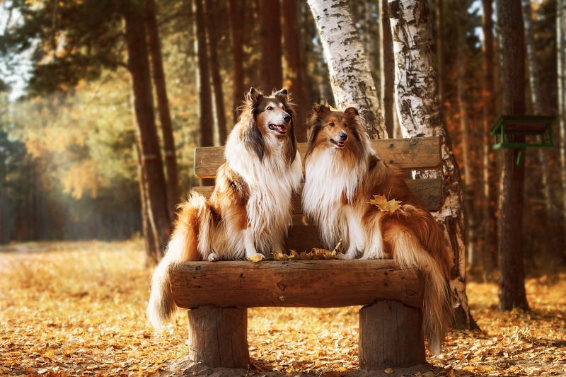 собаки, колли, лес, осень Бэлла и Эстаphoto preview