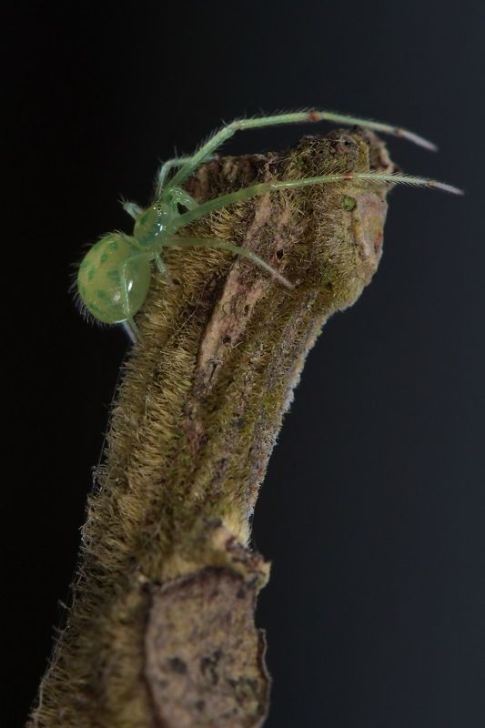 denis moura, mogi das cruzes, brasil Aranhaphoto preview