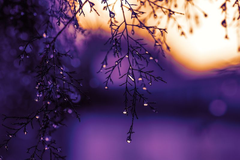 rain; raindrops; drop; drops; macro; canon; outdoor; After rain..photo preview