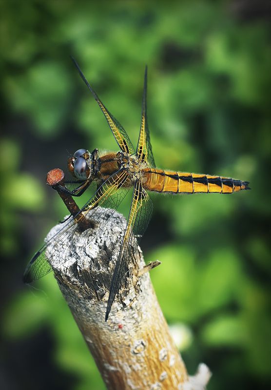 стрекоза Гвоздодерphoto preview