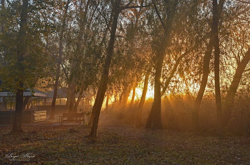 утро, рассвет, солнечный свет, тропа, ноябрь, камыш В потоке солнечного света...photo preview