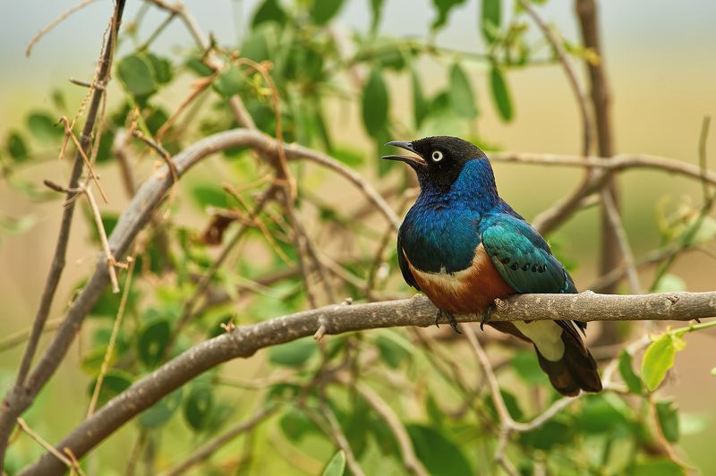 nature, wildlife, birds ***photo preview