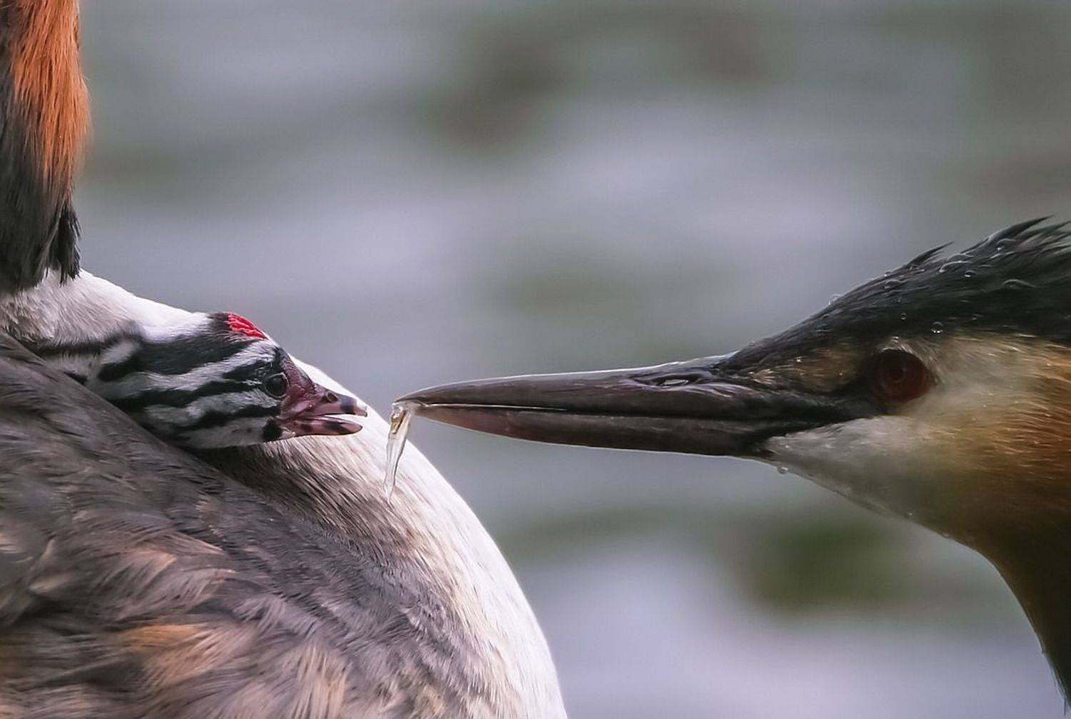 , Вячеслав Мищенко