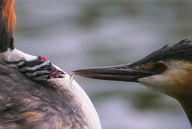 Чомги. Кормление малыша.photo preview