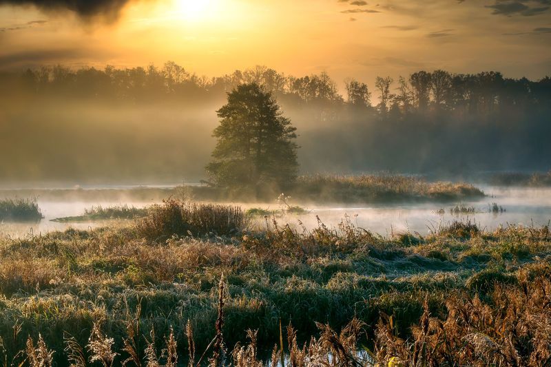 landscape  fog  water  nature  forest  wetlands  autumn  light  sky  clouds  trees  nikon  atmosphere  dawn Autumn sunrise over the wetlandsphoto preview