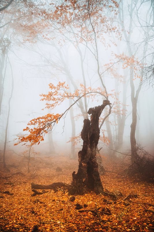 крым ***photo preview