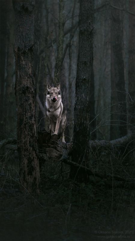 - Добрый вечер!photo preview