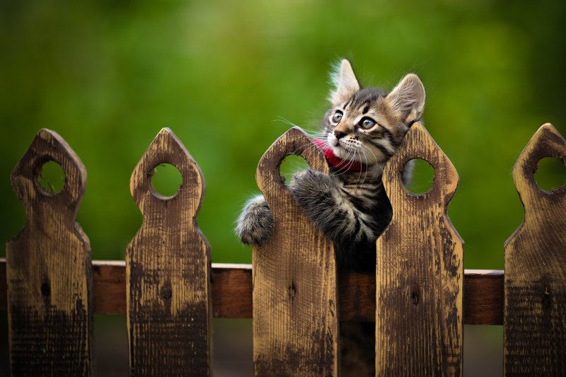 Феликсphoto preview