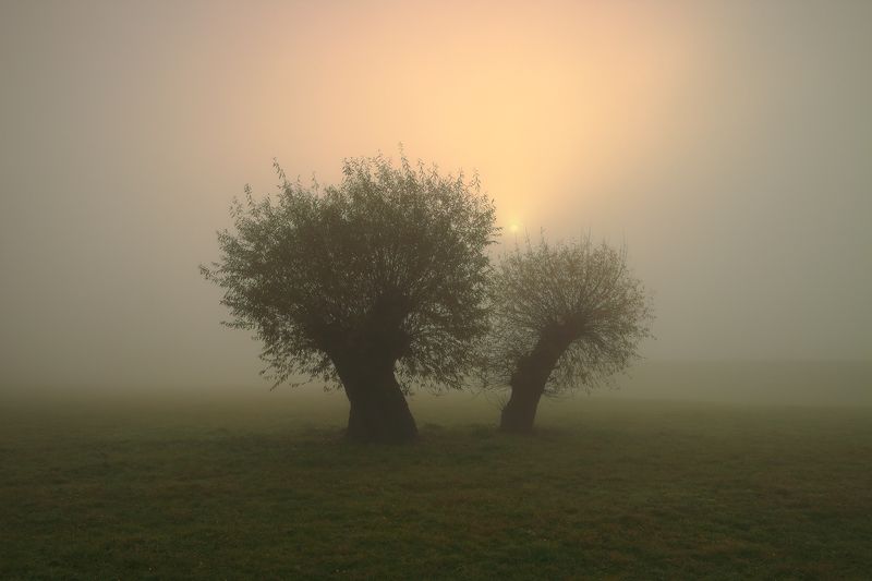 autumn, morning, sunrise, sun, tree, willow, mist, fog, light, meadow, \\*/photo preview