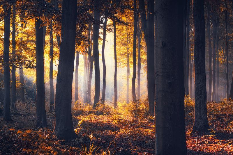 My asylumphoto preview