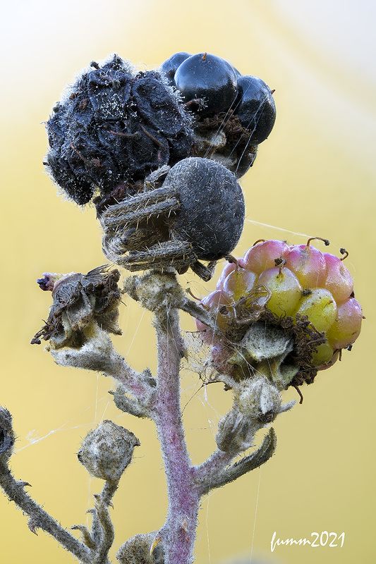 ИЗ ЖИЗНИ ЯГОДphoto preview