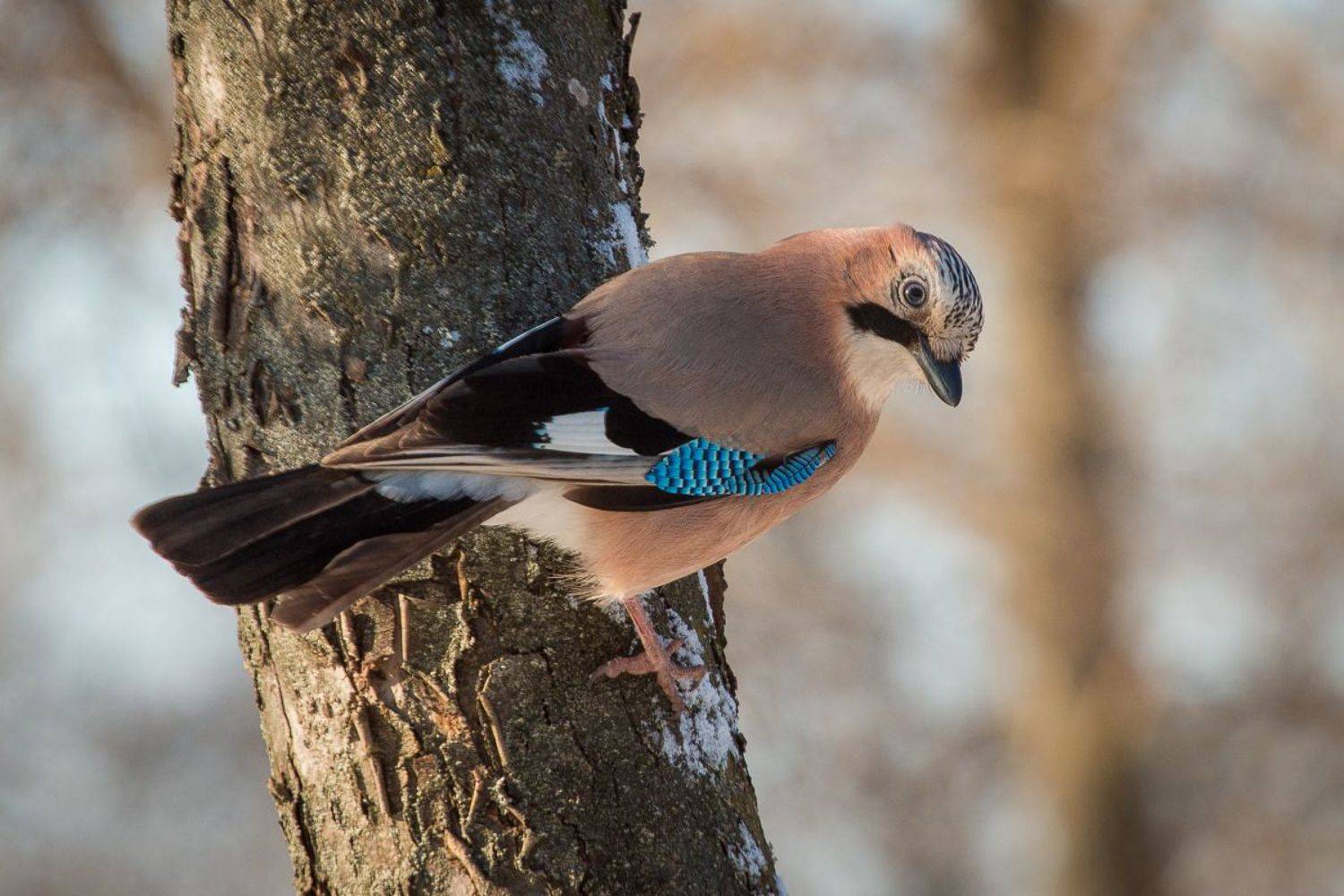 birds, jay, wildlife, птицы, сойка, Алексей Юденков