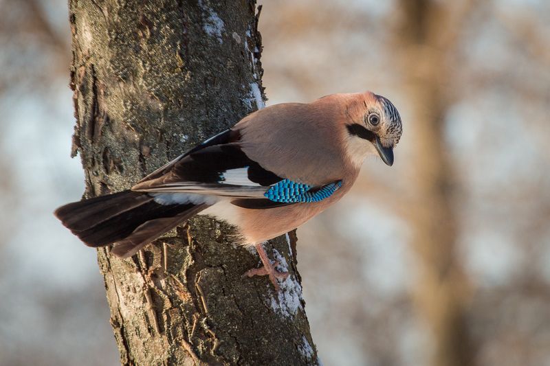 birds, jay, wildlife, птицы, сойка Сойкаphoto preview