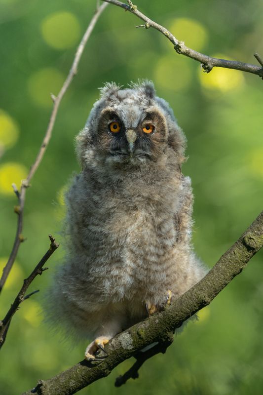 Ушастикphoto preview