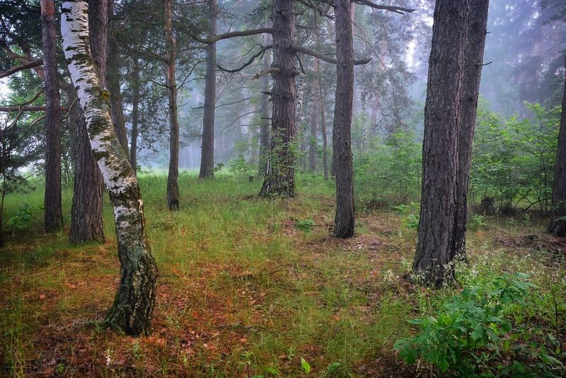 Летний туман в лесуphoto preview