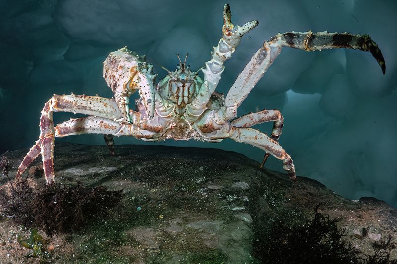 Краб подводное фото Магадан Краб под торосамиphoto preview