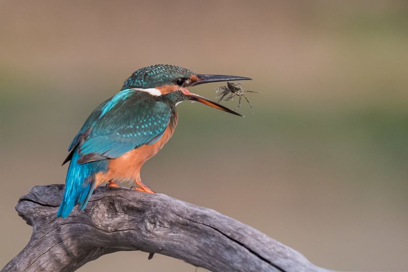 Kingfisher photo preview