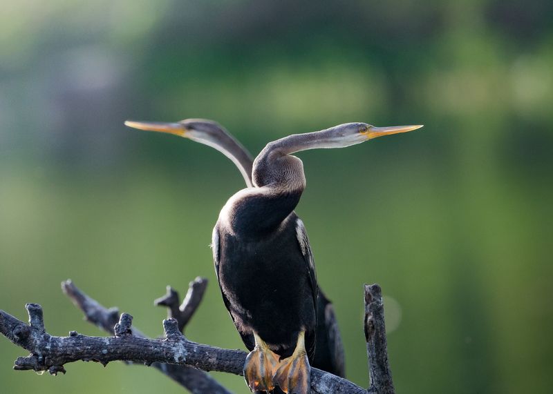 birds Left or Rightphoto preview