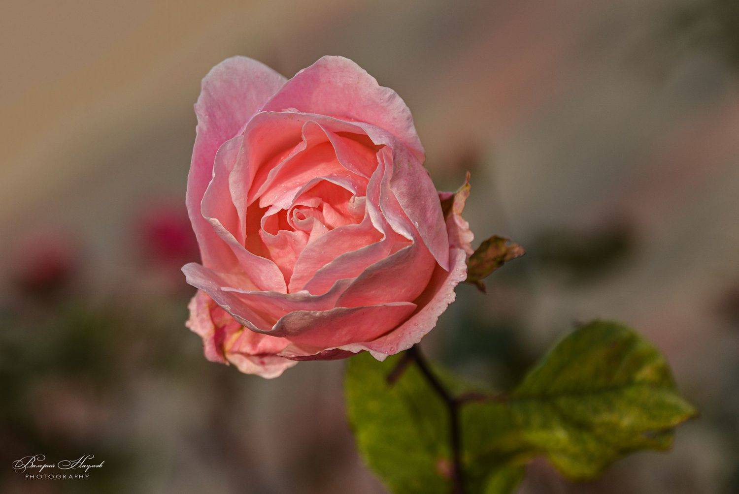 ноябрь, осень, роза, макро, Валерий Наумов