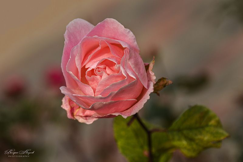 ноябрь, осень, роза, макро Ноябрьская роза. Последнее теплоphoto preview