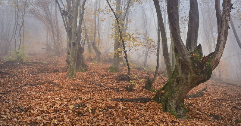 Туманный ноябрьphoto preview