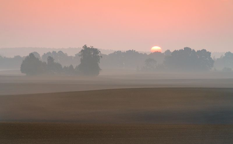 sun, tree, field, morning, fresh, sunset, Morningphoto preview