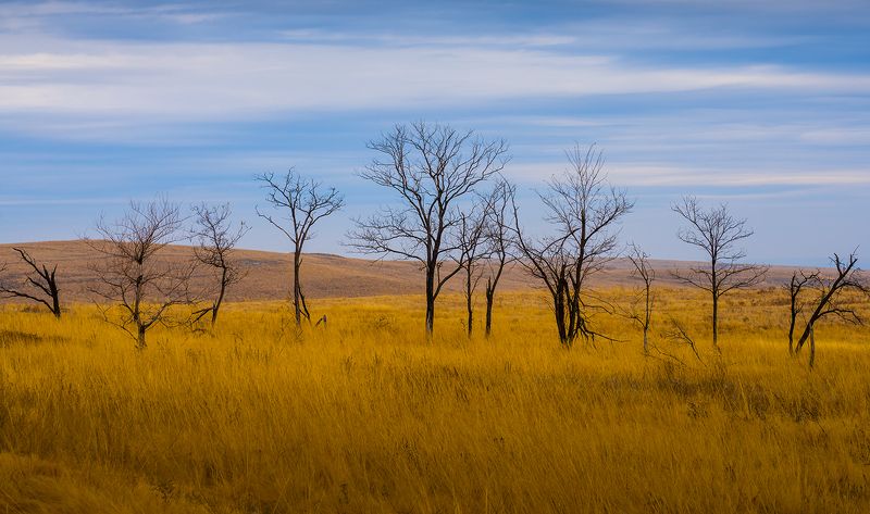 Степьphoto preview