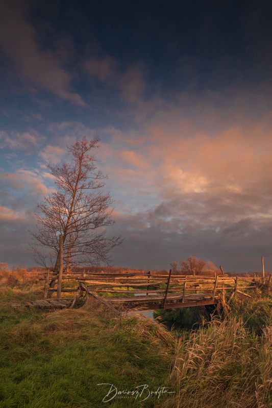 Samotne drzewophoto preview