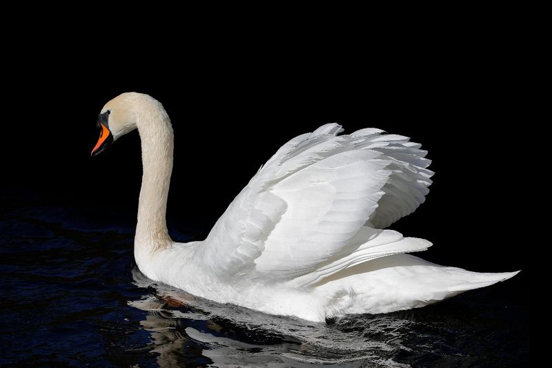 Какви ли мисли вълнуват благородния лебед? фото превью