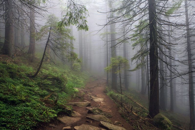 Лесными тропамиphoto preview