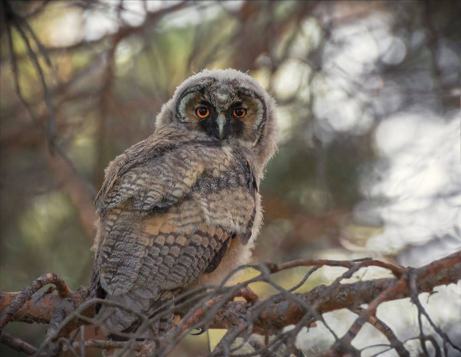 птица, ушастая сова, лес,, Марина Мочалова