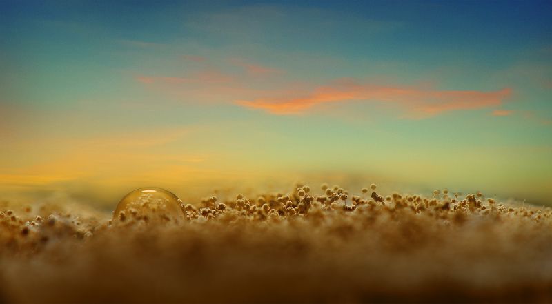 Обычная плесеньphoto preview