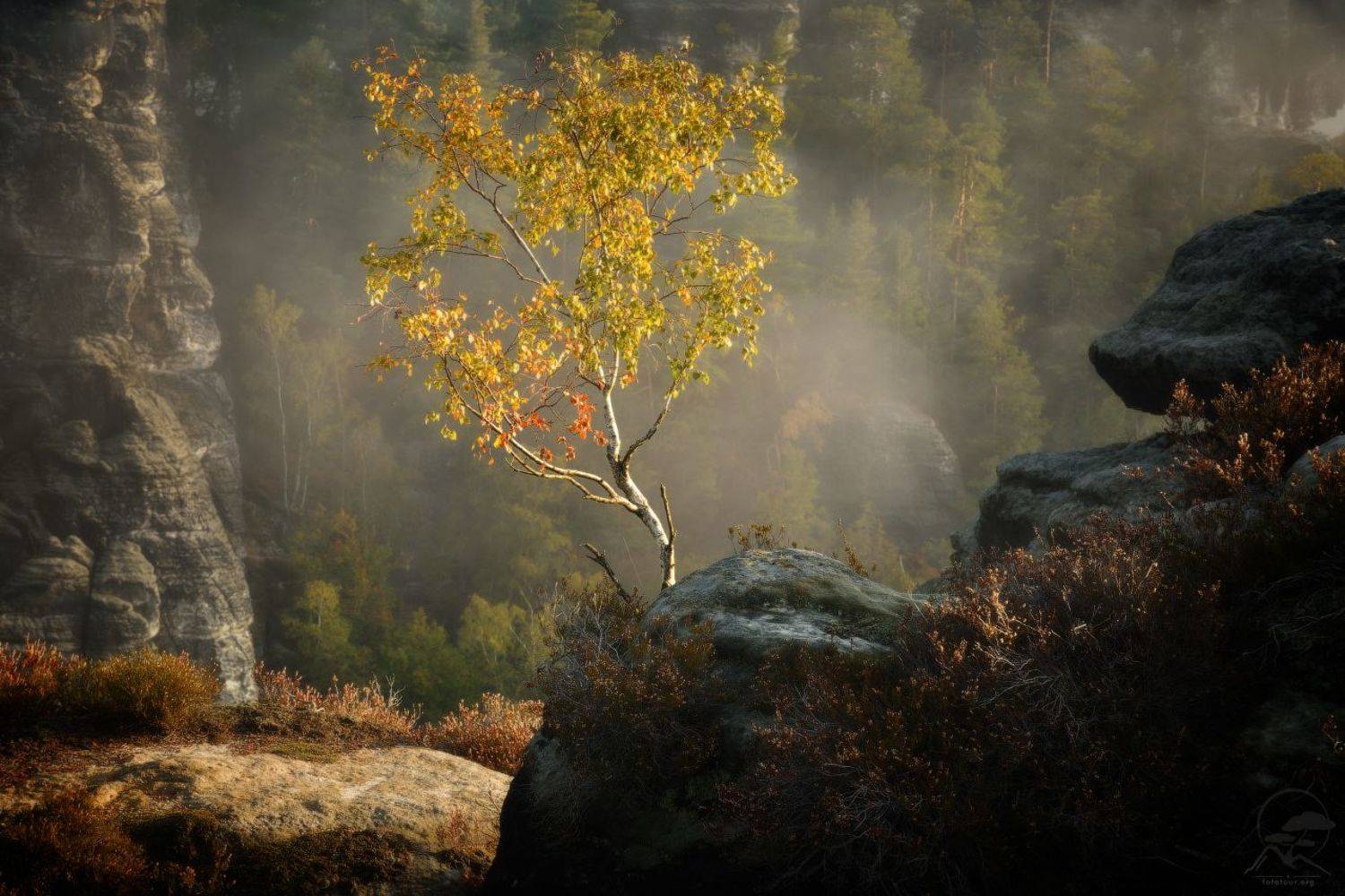 Изящество осени. Автор: Анатолий Гордиенко осень, саксония, германия, Анатолий Гордиенко