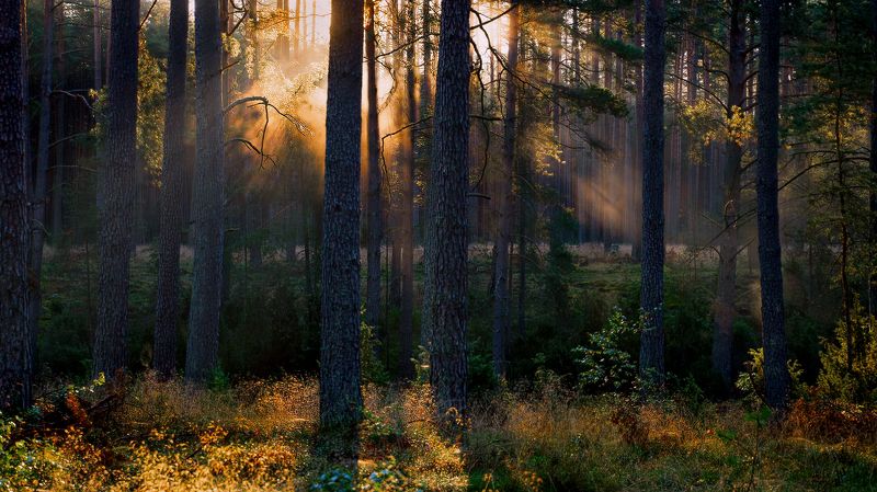 Jesień w Borachphoto preview