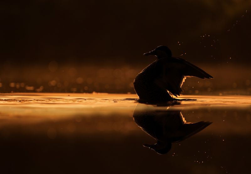 World of wildlifephoto preview